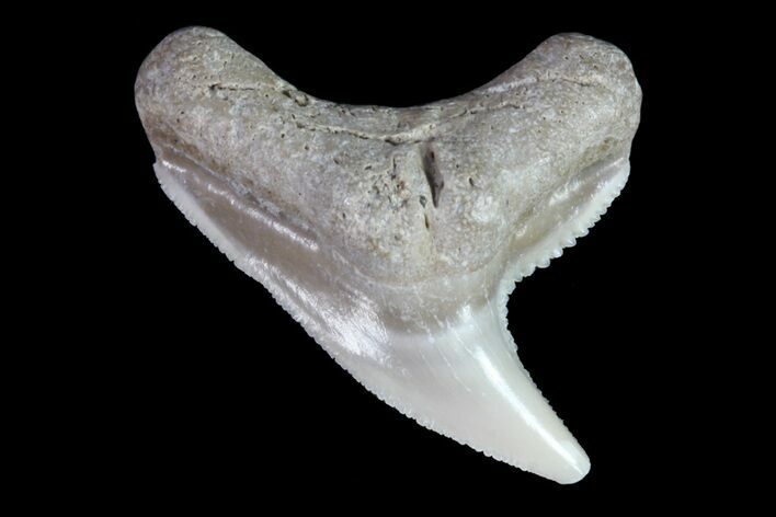 Fossil Tiger Shark Tooth - Lee Creek (Aurora), NC #71071